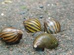 Hobbyaquarium Neritina turrita / Zebraslak., Slak of Weekdier, Zoetwatervis, Schoolvis