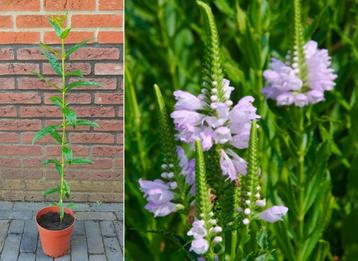 Scharnierbloem vlinders Physostegia Virginiana zachtroze  beschikbaar voor biedingen
