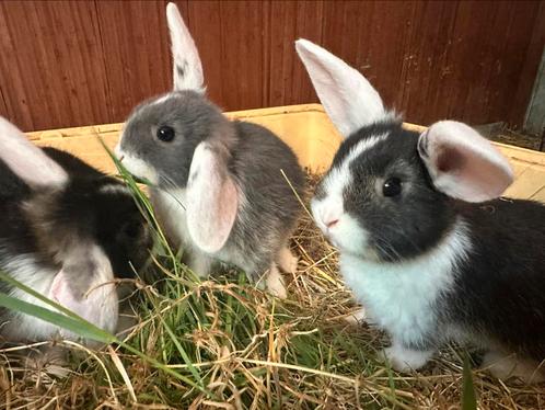 Nederlandse hangoordwergen NHD konijntjes, Dieren en Toebehoren, Konijnen, Dwerg, Vrouwelijk
