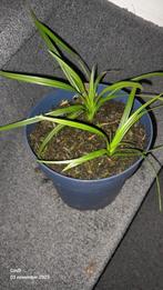 Siergrassen Zegge - 2 planten met stekjes, Tuin en Terras, Planten | Tuinplanten, Ophalen, Vaste plant, Siergrassen, Halfschaduw