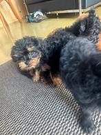 Prachtige pupjes kruising Griffon Belge x Toy Poedel, Rabiës (hondsdolheid), 8 tot 15 weken, Meerdere, Meerdere dieren