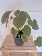 Mooie begonia, Huis en Inrichting, Kamerplanten, Ophalen, Overige soorten, Minder dan 100 cm