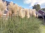 pampas pluimen decoratie droogbloemen, Huis en Inrichting, Woonaccessoires | Droogbloemen, Ophalen, Nieuw