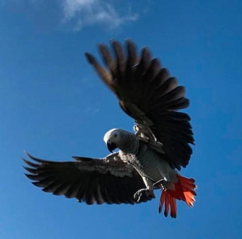 Grijze roodstaart, Dieren en Toebehoren, Vogels | Parkieten en Papegaaien, Papegaai, Vrouwelijk, Pratend, Tam, Geringd