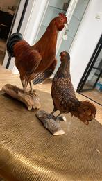 Opgezette grote haan, Verzamelen, Dierenverzamelingen, Ophalen of Verzenden, Zo goed als nieuw, Vogel, Opgezet dier