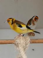 Majoorputters., Meerdere dieren, Wildzangvogel, Geringd