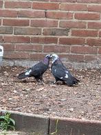 Kelebek duiven, Dieren en Toebehoren, Meerdere dieren