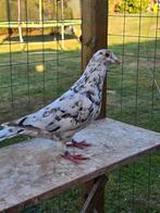 Stipper postduiven duiven, Dieren en Toebehoren, Vogels | Duiven, Meerdere dieren, Postduif