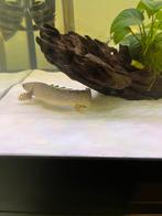 Polypterus ornatipinnis kwastvinsnoek, Dieren en Toebehoren, Vissen | Aquariumvissen, Vis, Zoetwatervis, Schoolvis