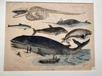 Centsprent van Walvissen,  lithografie, Ophalen of Verzenden