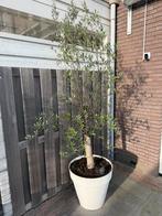 Olijfbomen in Elho pot, 100 tot 250 cm, Olijfboom, Zomer, Ophalen