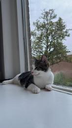 Lieve katje Timo zoekt een warm huis, Dieren en Toebehoren, Katten en Kittens | Overige Katten, Kater, Kortharig, 0 tot 2 jaar