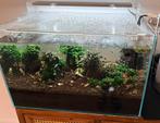 Alleen deze week! Aquarium superfish 90 + vissen, toebehoren, Ophalen, Zo goed als nieuw, Gevuld zoetwateraquarium