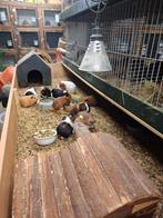 Mooie cavia's, Dieren en Toebehoren, Februari, Meerdere dieren, Cavia
