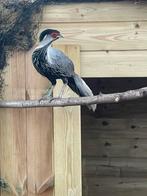 1-0 streepfazant van 2025, Dieren en Toebehoren, Pluimvee, Mannelijk, Kip