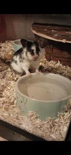 GEZOCHT knaagdier spullen, Dieren en Toebehoren, Knaagdieren, Januari, Vrouwelijk, Hamster