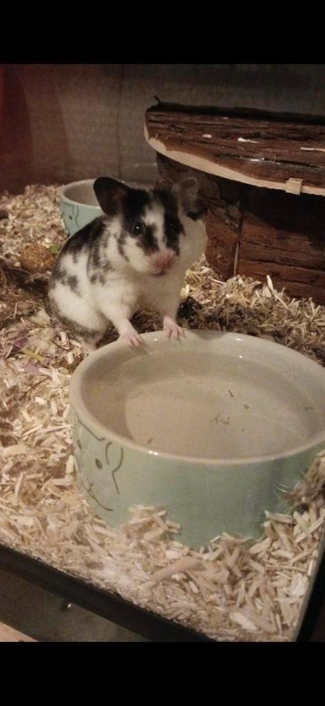 GEZOCHT knaagdier spullen, Dieren en Toebehoren, Knaagdieren, Vrouwelijk, Hamster, Januari