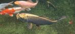 2 Ghostkoi te koop, Dieren en Toebehoren, Vissen | Vijvervissen, Karper of Koi