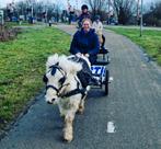 Enthousiaste dierenoppas aangeboden, Diensten en Vakmensen, Particuliere oppas