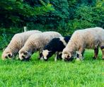 Walliser Schwarznase x Jacob schaap ram bont, Dieren en Toebehoren, Schapen, Geiten en Varkens, Mannelijk, Schaap, 0 tot 2 jaar