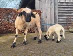 Walliser Schwarznase Stamboek ooi met ramlam, Schaap, Vrouwelijk, 0 tot 2 jaar