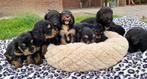 Mini Bernedoodle (Berner Sennen x Poedel) pups te koop, Dieren en Toebehoren, Poedel, Rabiës (hondsdolheid), 8 tot 15 weken, Meerdere