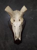 dierenschedel, Ophalen, Gebruikt