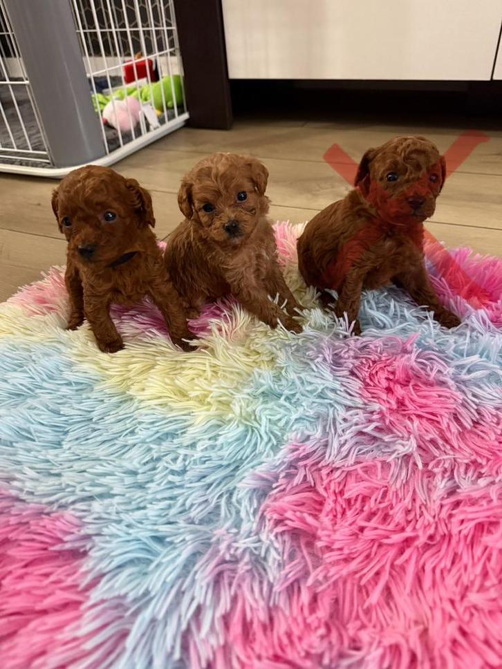 Toy poedel  reu 🐩🐩 🐩❣️ laatste 2 reu !!!, Dieren en Toebehoren, Honden | Chihuahua's en Gezelschapshonden, Reu, Poedel, Particulier