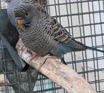 Blackface split blackwing 2025 geringt kwaliteit kleur afkom, Dieren en Toebehoren, Vogels | Parkieten en Papegaaien, Meerdere dieren
