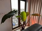 Alocasia RUILEN !!, Huis en Inrichting, Kamerplanten, Ophalen, Overige soorten, Halfschaduw, 150 tot 200 cm