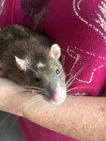 ZSM ophalen 2 super tamme rat ratjes mannen.Nu voor €15 euro beschikbaar voor biedingen
