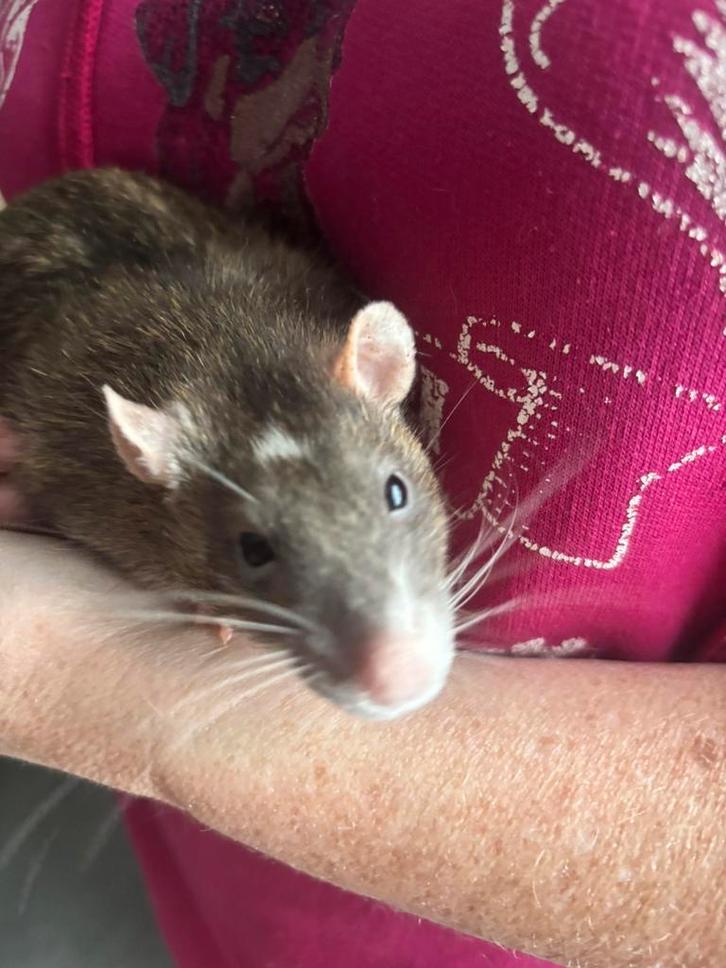 ZSM ophalen 2 super tamme rat ratjes mannenNu voor €12,50zsm, Dieren en Toebehoren, Knaagdieren, Mannelijk, Rat, Maart, Tam