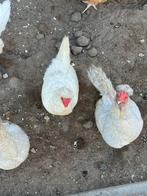 Schijndelaar kippen, gekleurde eieren, Dieren en Toebehoren, Pluimvee, Meerdere dieren, Kip