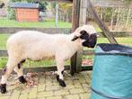 Walliser Schwarznase stamboek Volbloed Ram zwoegervrij, Dieren en Toebehoren, Mannelijk, Schaap, 0 tot 2 jaar