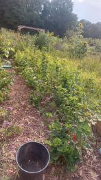 Fruitstruiken uit eigen moestuin, Tuin en Terras, Planten | Tuinplanten, Ophalen of Verzenden, Zomer, Volle zon