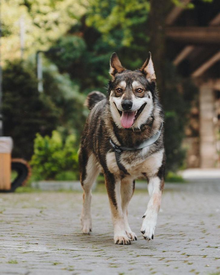 Robin zoekt een thuis, Dieren en Toebehoren, Honden | Niet-rashonden, Middel, Reu, Particulier, Eén hond, Buitenland, 1 tot 2 jaar