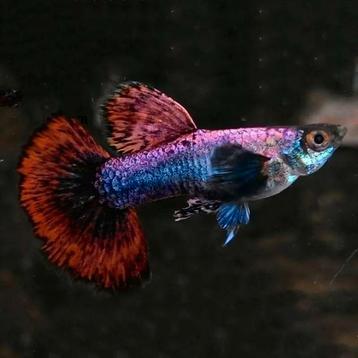 Big Ear Magenta Purple/Pink Guppy 100% Raszuiver Guppen beschikbaar voor biedingen