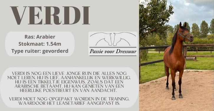 Leasepaarden beschikbaar omgeving Oss, Dieren en Toebehoren, Paarden, Meerdere dieren, 160 tot 165 cm, Recreatiepaard