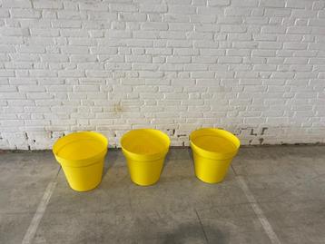 Bloempotten  beschikbaar voor biedingen