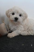 Maltipoo puppy's, Dieren en Toebehoren, Honden | Chihuahua's en Gezelschapshonden, Rabiës (hondsdolheid), Overige rassen, 8 tot 15 weken