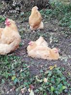 Buff orpington hanen 2025, Dieren en Toebehoren, Mannelijk, Kip