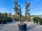 Kurkeik ( Quercus suber ) dubbelstam,  stamomtrek 60/80 cm, Overige soorten, Zomer, 400 cm of meer, Ophalen
