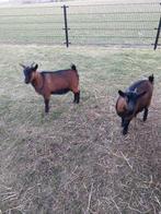 Dwerggeiten, Vrouwelijk, Geit, 0 tot 2 jaar