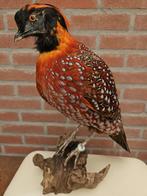 opgezette tragopan haan, Verzamelen, Dierenverzamelingen, Ophalen of Verzenden, Nieuw, Vogel, Opgezet dier