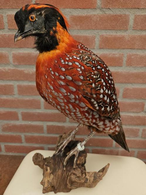 opgezette tragopan haan, Verzamelen, Dierenverzamelingen, Nieuw, Opgezet dier, Vogel, Ophalen of Verzenden