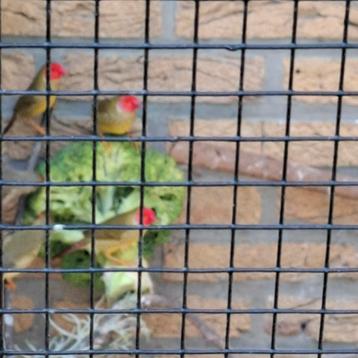 Jonge binzen te koop van voorjaar wild broed  zitten buiten  beschikbaar voor biedingen