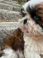 Shih tzu  pupjes, Dieren en Toebehoren, België, Overige rassen, CDV (hondenziekte), 8 tot 15 weken