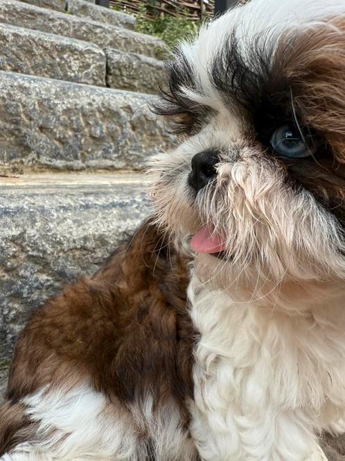 Shih tzu  pupjes, Dieren en Toebehoren, Honden | Chihuahua's en Gezelschapshonden, Meerdere dieren, Overige rassen, Fokker | Professioneel