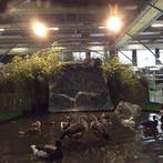 Watervogels, Dieren en Toebehoren, Overige Dieren, April, Meerdere dieren