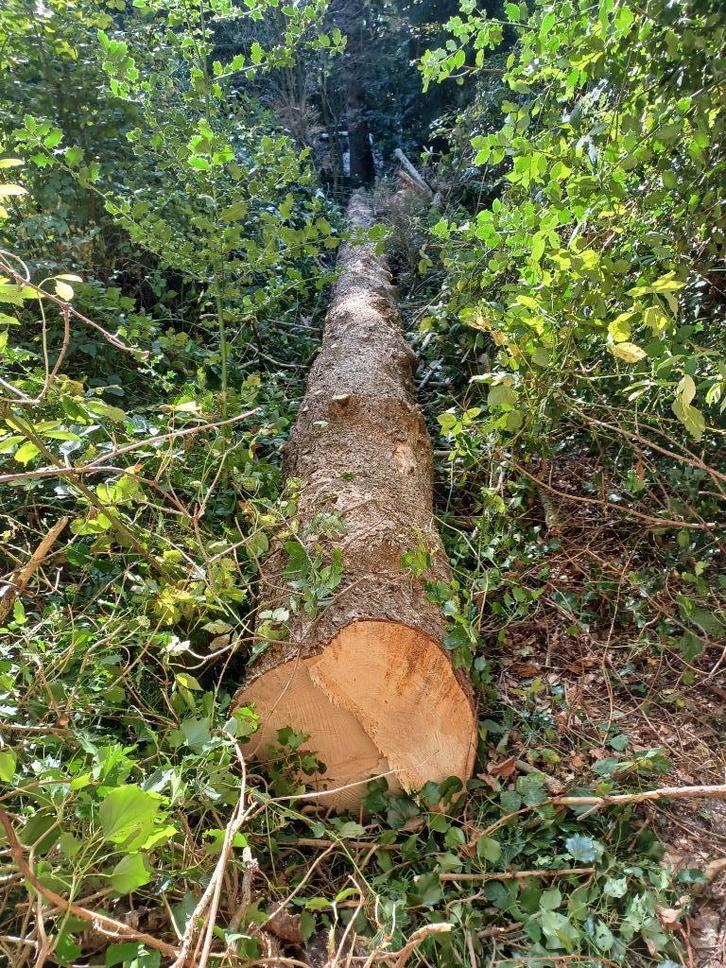 Goedkoop openhaardhout, Tuin en Terras, Haardhout, Blokken, Overige houtsoorten, 3 tot 6 m³, Ophalen